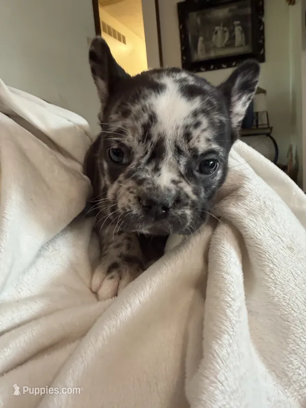 Dodge – French Bulldog puppy for sale in Shelbyville, KY