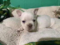Kansas , a male French Bulldog for sale in Shelbyville, KY – Photo 1 of 3