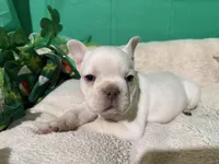 Kansas , a male French Bulldog for sale in Shelbyville, KY – Photo 3 of 3