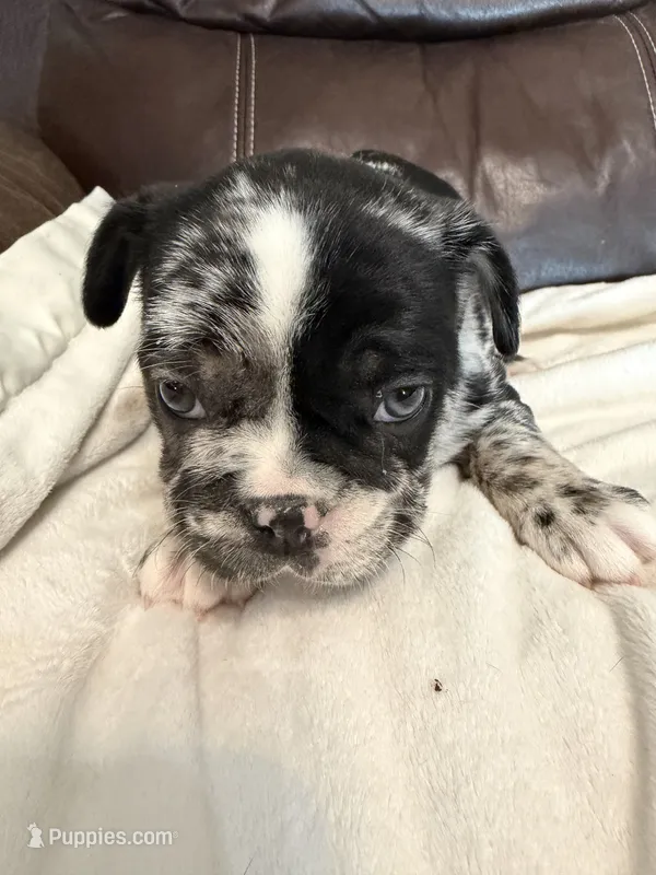 Tanner – French Bulldog puppy for sale in Shelbyville, KY