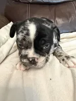 Tanner, a male French Bulldog for sale in Shelbyville, KY – 1 of 4