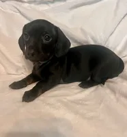 Charcoal, a female Miniature Dachshund for sale in Shelbyville, KY – 2 of 5