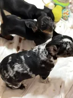 Diamond, a male French Bulldog for sale in Shelbyville, KY – 3 of 3