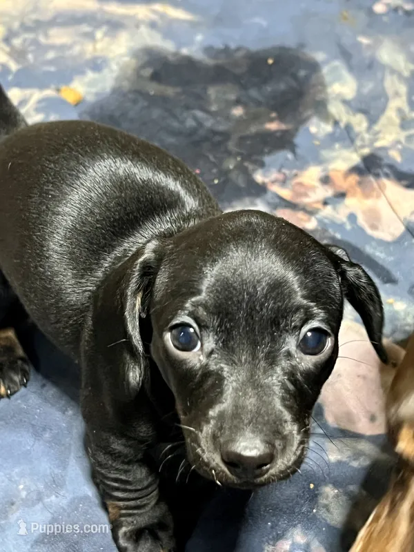 Blackie – Miniature Dachshund puppy for sale in Shelbyville, KY