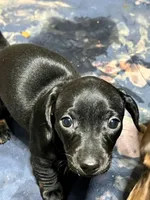 Blackie, a female Miniature Dachshund for sale in Shelbyville, KY – 1 of 4