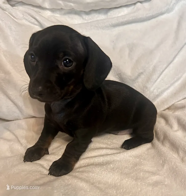 Charcoal – Miniature Dachshund puppy for sale in Shelbyville, KY