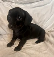 Charcoal, a female Miniature Dachshund for sale in Shelbyville, KY – 1 of 5