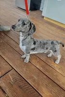 Blaze, a male Miniature Dachshund for sale in Shelbyville, KY – 5 of 5