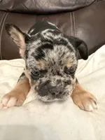 Copper, a male French Bulldog for sale in Shelbyville, KY – 2 of 5