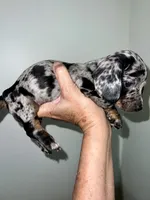 Pollyanna, a female Miniature Dachshund for sale in Shelbyville, KY – 6 of 6