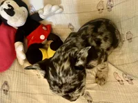 processed/f6d5fad1-a57c-47e7-a79f-83114415a031/listing/83ca38e8-17f2-4fe5-ac81-bb02302daffb/f8d6cfc6-9c19-4861-987a-385be07611f9