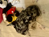 processed/f6d5fad1-a57c-47e7-a79f-83114415a031/listing/83ca38e8-17f2-4fe5-ac81-bb02302daffb/fdcdee4e-dd98-4def-b6b8-059b0a73b16a