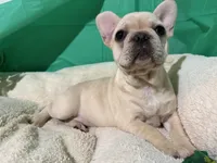 Buttercup, a female French Bulldog for sale in Shelbyville, KY – Photo 3 of 3