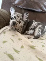 Cola, a male French Bulldog for sale in Shelbyville, KY – 1 of 4