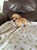 Cindy Lou, a female Miniature Dachshund for sale in Shelbyville, KY – 2 of 4