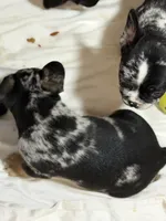 Tancrepy, a male French Bulldog for sale in Shelbyville, KY – 3 of 3