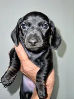 Blackie, a female Miniature Dachshund for sale in Shelbyville, KY – 2 of 4