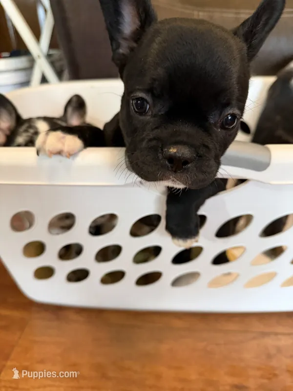 Chip – French Bulldog puppy for sale in Shelbyville, KY
