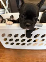 Chip, a male French Bulldog for sale in Shelbyville, KY – 1 of 2