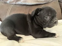 White Socks , a male French Bulldog for sale in Shelbyville, KY – 3 of 3