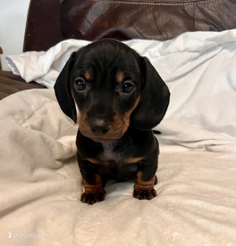 Kippy – Miniature Dachshund puppy for sale in Shelbyville, KY