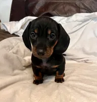 Kippy, a male Miniature Dachshund for sale in Shelbyville, KY – 1 of 6