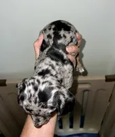 Pollyanna, a female Miniature Dachshund for sale in Shelbyville, KY – 3 of 6
