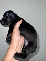 Blackie, a female Miniature Dachshund for sale in Shelbyville, KY – 3 of 4
