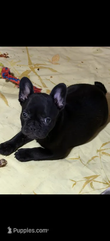 Liam – French Bulldog puppy for sale in Shelbyville, KY