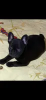 Liam, a male French Bulldog for sale in Shelbyville, KY – 1 of 3
