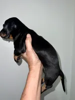 De’ Shell , a female Miniature Dachshund for sale in Shelbyville, KY – 2 of 5