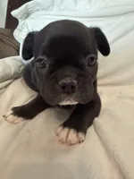 Socks , a male French Bulldog for sale in Shelbyville, KY – 1 of 3