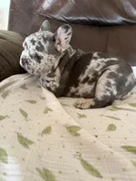 Cola, a male French Bulldog for sale in Shelbyville, KY – 2 of 4