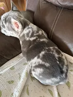 Cola, a male French Bulldog for sale in Shelbyville, KY – 4 of 4