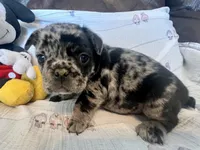 Cooper, a male French Bulldog for sale in Shelbyville, KY – Photo 2 of 3