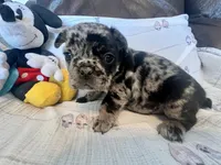 Cooper, a male French Bulldog for sale in Shelbyville, KY – Photo 3 of 3