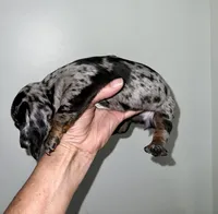 Pollyanna, a female Miniature Dachshund for sale in Shelbyville, KY – 2 of 6