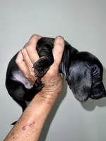 Blackie, a female Miniature Dachshund for sale in Shelbyville, KY – 4 of 4
