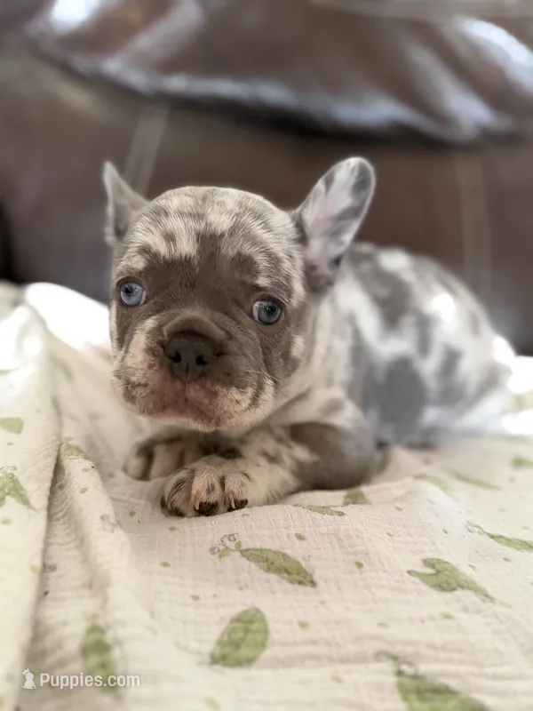 Crush  – French Bulldog puppy for sale in Shelbyville, KY