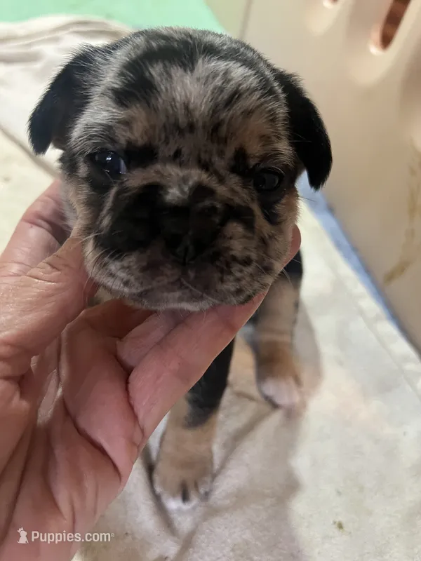 Sterling  – French Bulldog puppy for sale in Shelbyville, KY