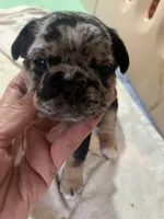 Sterling , a male French Bulldog for sale in Shelbyville, KY – 1 of 4