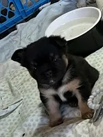 Grinch-Fluffy, a male French Bulldog for sale in Shelbyville, KY – Photo 2 of 4