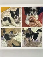 Grinch-Fluffy, a male French Bulldog for sale in Shelbyville, KY – Photo 3 of 4