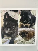 Grinch-Fluffy, a male French Bulldog for sale in Shelbyville, KY – Photo 4 of 4