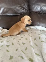 Cindy Lou, a female Miniature Dachshund for sale in Shelbyville, KY – 3 of 4