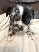 Tanner, a male French Bulldog for sale in Shelbyville, KY – 3 of 4