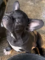 Peppers, a male French Bulldog for sale in Shelbyville, KY – 2 of 3