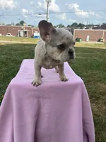 Victoria, a female French Bulldog for sale in Shelbyville, KY – 4 of 5