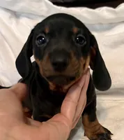 Kippy, a male Miniature Dachshund for sale in Shelbyville, KY – 2 of 6