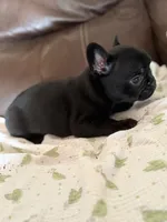 Dr.Pepper, a male French Bulldog for sale in Shelbyville, KY – 3 of 4